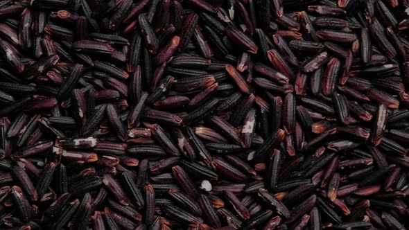 Dolly shot of Black rice berry, Top view, Close up.