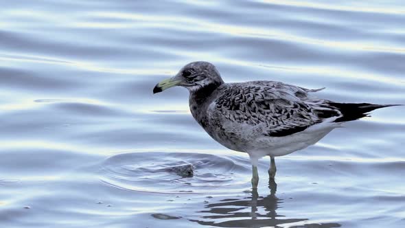 Olrog's Gull (Larus atlanticus) walks through mirror blue shallow water. Close-up view of a bird sea alt
