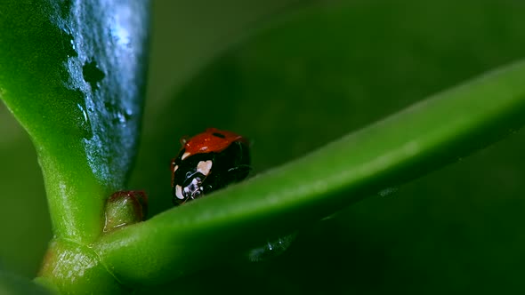 Footage of Red Ladybug Crawl on Blade of Grass Nature Background Macro Lens alt