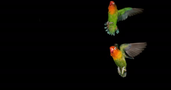 Fischer's Lovebird, agapornis fischeri, Pair standing on Branch, taking off, in flight alt