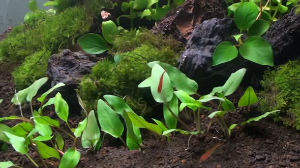 Concept 15-A1 View of School of Fish in Aquarium alt