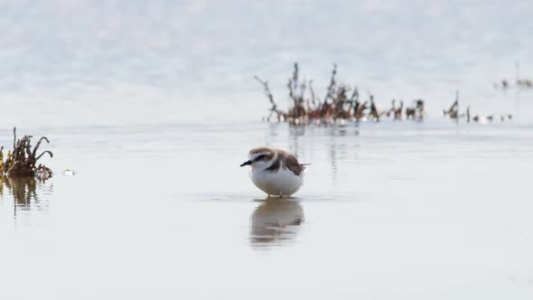 Small Bird in Shallow Water River or Lake An Animal in Its Natural Habitat Nature Wildlife Safari alt