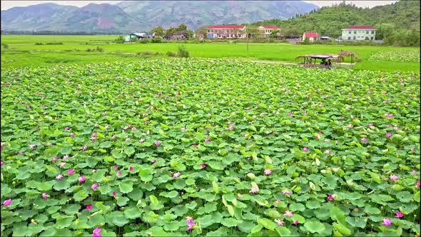 Drone Flies Over Lotus Field Against Town and Mountains alt