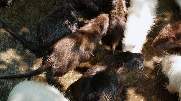 Nutria eats fresh vegetables outdoors at the farm. alt