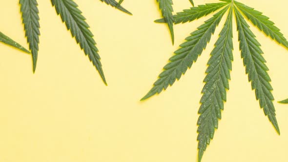 Young Juicy Green Leaves of Marijuana Lie on a Pastel Yellow Background alt