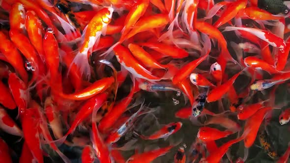 Group of Comet Goldfish motion in a fish pond