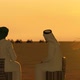 Two Arab Men Talking in the Desert and Sunset View - VideoHive Item for Sale