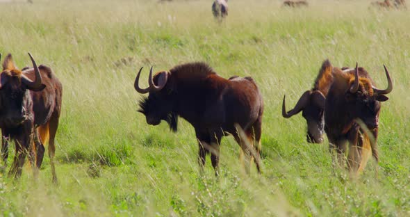 Wildebeests in the Savanna and Grass Swaying in the Wind alt