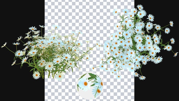 Growing Chamomile Flowers alt