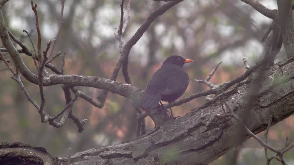 Slow motion medium shot of a Blackbird sitting on a thick branch, its back slightly turned, nibbling alt