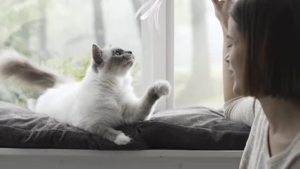 Happy cat playing with her owner at home