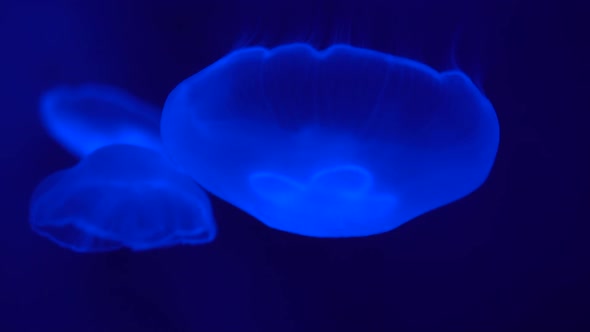 Nettle-fish floating on the depth in blue water, close-up alt