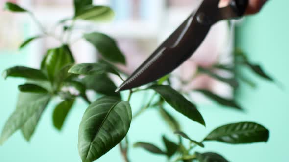 A Man Is Cutting a House Plant, The Guy Cuts the Branches on the Lemon alt