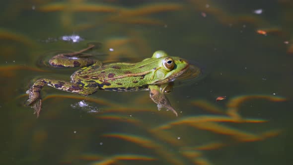 Close up shot of wild frog relaxing on water surface during sunny day in pond. alt