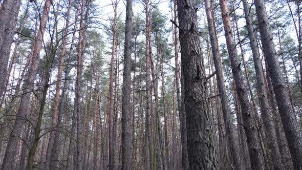 Trees in a Pine Forest During the Day Aerial View alt
