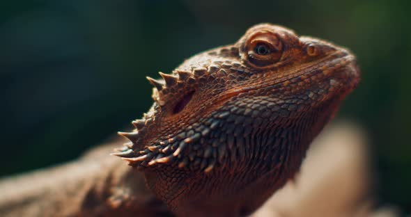 Bearded dragon, also known as Pogona, sitting on a tree branch. alt