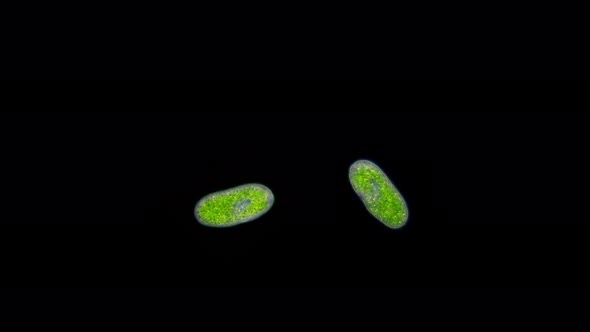 Infusoria Paramecium Bursaria Under Microscope Class Oligohymenophorea Order Peniculida Family alt