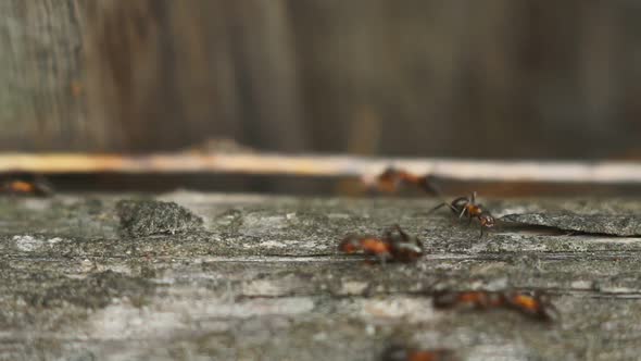 Ants Close-up, Big Anthill, Population of Ant City. Selective Focus. Teamwork alt