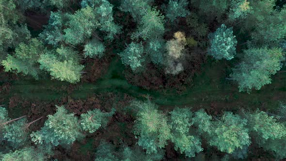 Aerial drone top down view of a pine wood in England