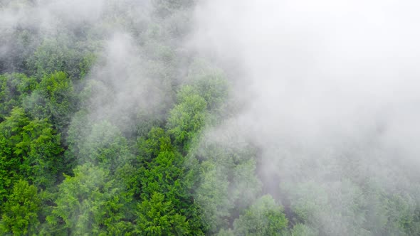 Coniferous Wet Dense Forest From a Aerial Bird's Eye View alt