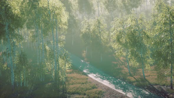 Dirty Road Through Summer Forest alt