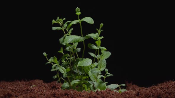 Peppermint Sprouts Through the Soil