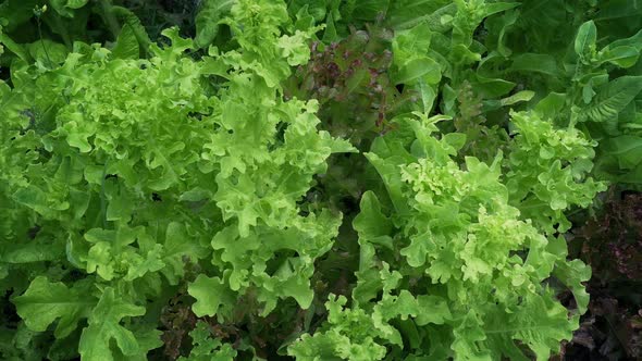 Lettuce In Garden Moving Shot alt