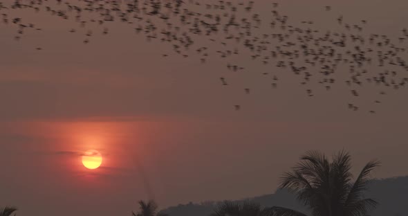 Steady Long Shot Of Enormous Colony Of Bats Flying Through Frame As Sun Sets In Background In 4K alt