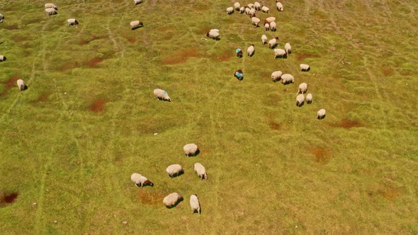 Grassland and sheep in a fine day. alt