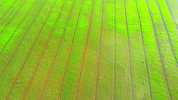 Drone flying over the beautiful rice sapling field alt