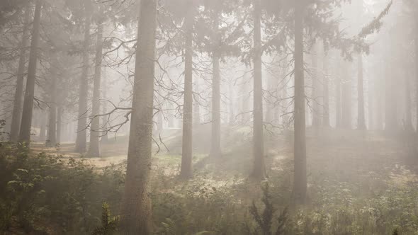 Sunbeams in Natural Spruce Forest alt