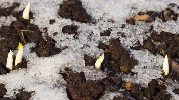 Snow Melts on the Soil in the Garden alt