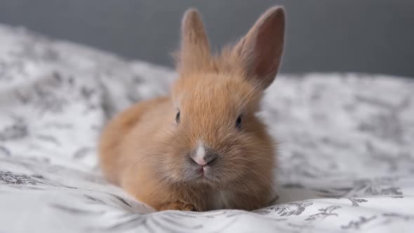 Little Home Cute Pet Rabbit Sitting on the Bed and Wiggling His Nose