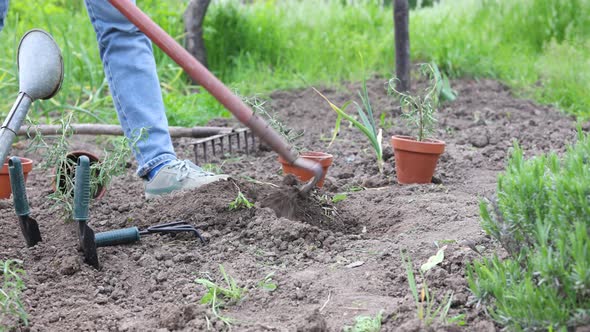 Planting Vegetable Seedlings In The Garden 14 alt