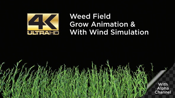 Weed Field Grow Animation With Wind Simulation 4K