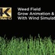 Weed Field Grow Animation With Wind Simulation 4K - VideoHive Item for Sale