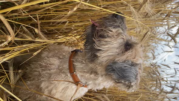 The Irish Soft Coated Wheaten Terrier sitting in the wheat field, vertical video