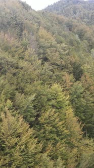 Carpathian Mountains alt