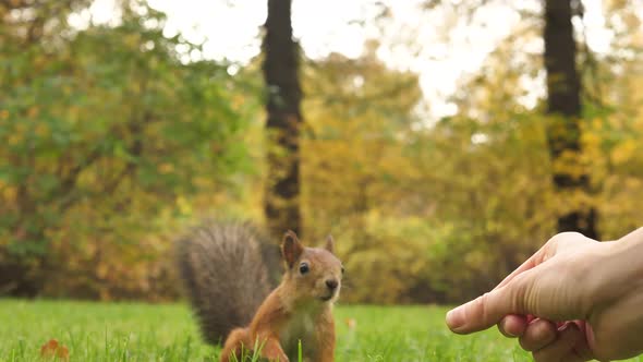 A Woman's Hand in Closeup Feeds a Fluffy Squirrel with Hazelnuts in an Autumn Park alt