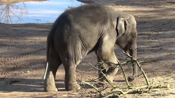 Indian elephant (Elephas maximus indicus). Cute baby elephant