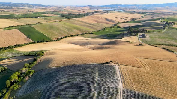 Overhead Aerial View of Lavender Fields in the Countryside, Summer Season, Drone Viewpoint alt