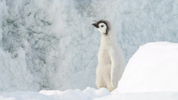 Emperor Penguins Chick on the Ice in Antarctica