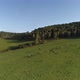 Green meadow hiils and forest. Aerial nature shot. - VideoHive Item for Sale
