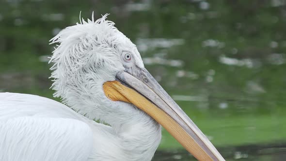 Close Up Portrait of Dalmatian Pelican, Pelecanus Crispus, Staring in Camera. Big Freshwater Bird. alt