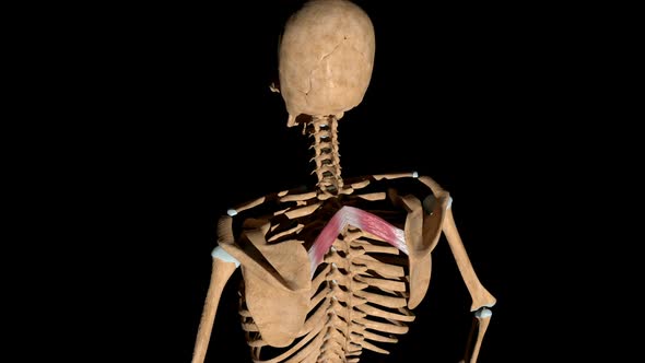 Rhomboid Minor Muscles On Skeleton alt