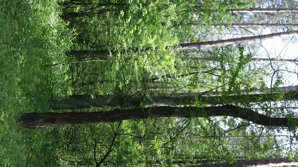 Vertical Video of Forest Landscape in Summer Slow Motion alt