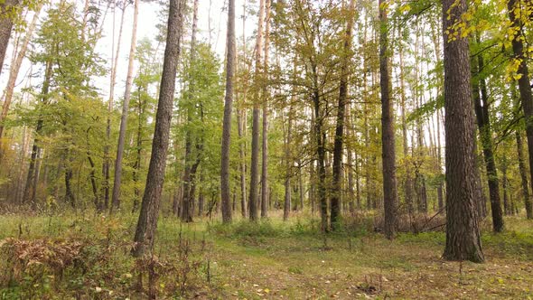 Autumn Forest with Trees By Day alt