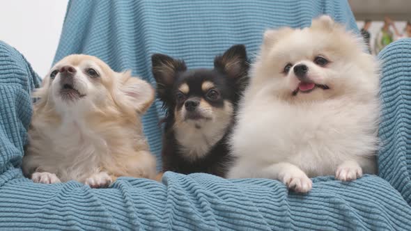 three dogs friend laydown sit relax together on sofa with cheerful and happiness alt