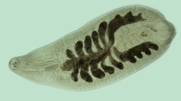 Leech Alboglossiphonia Sp alt