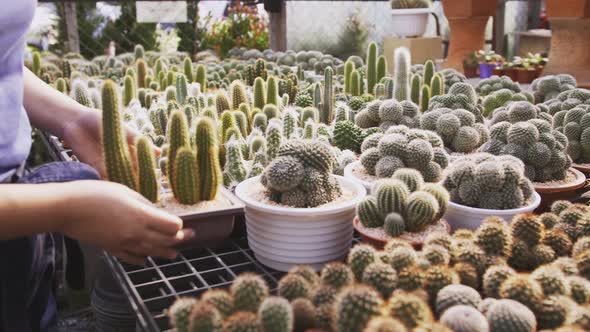 A woman picks out a potted cactus in a nursery shop and then returns it to the table. alt